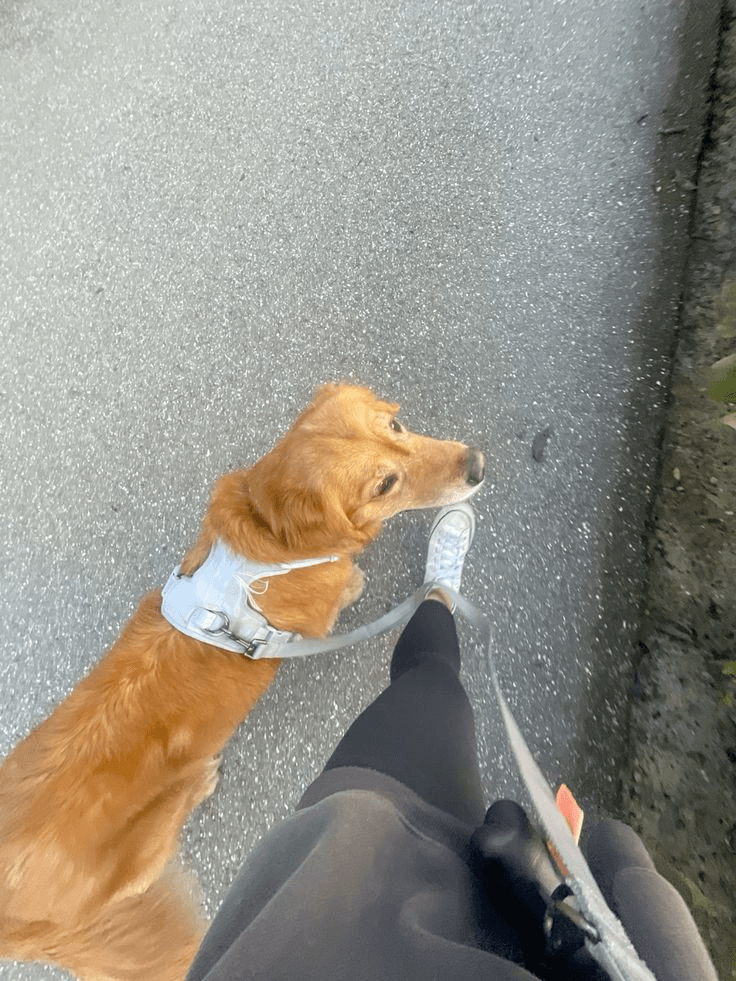 Dog on a countryside path