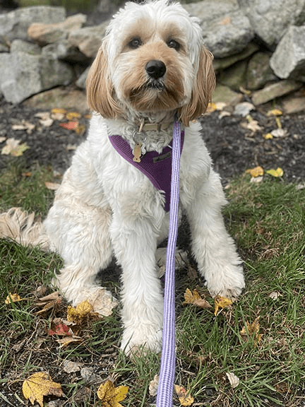 Sadie enjoying the outdoors
