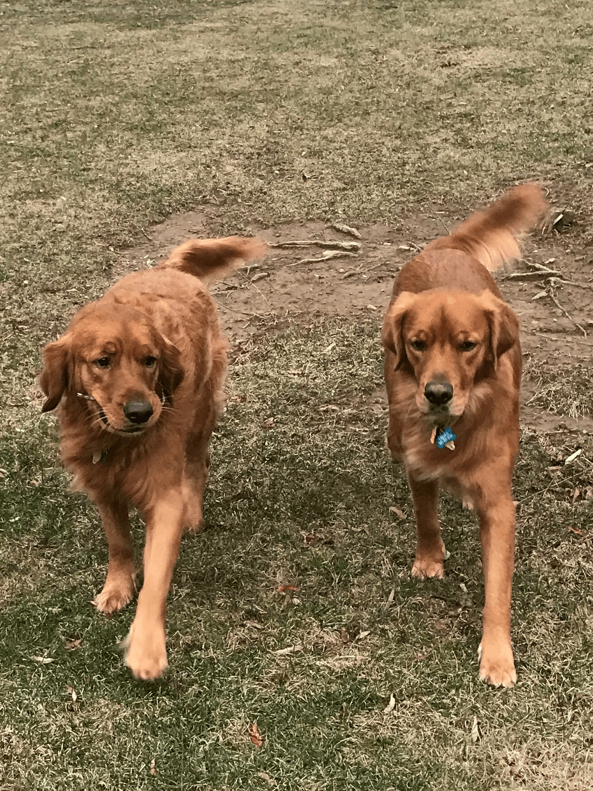 Cooper and Bailey, two Labradors