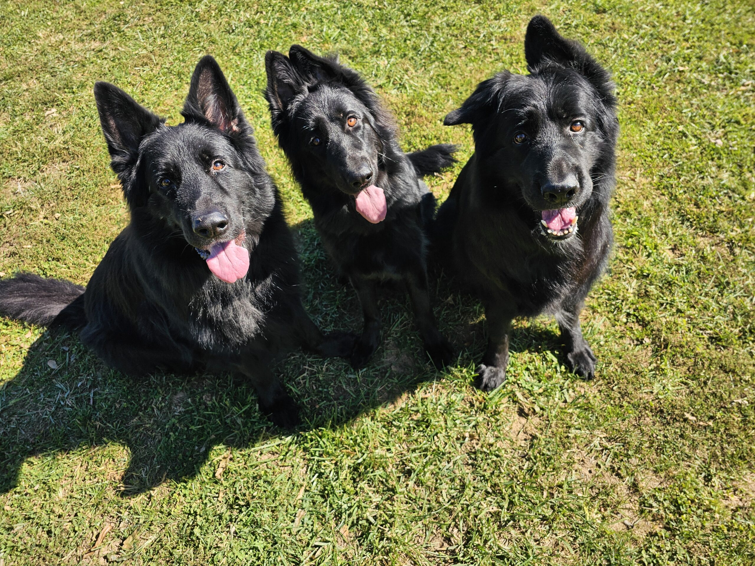 Dogs enjoying an outdoor walk — photo 12