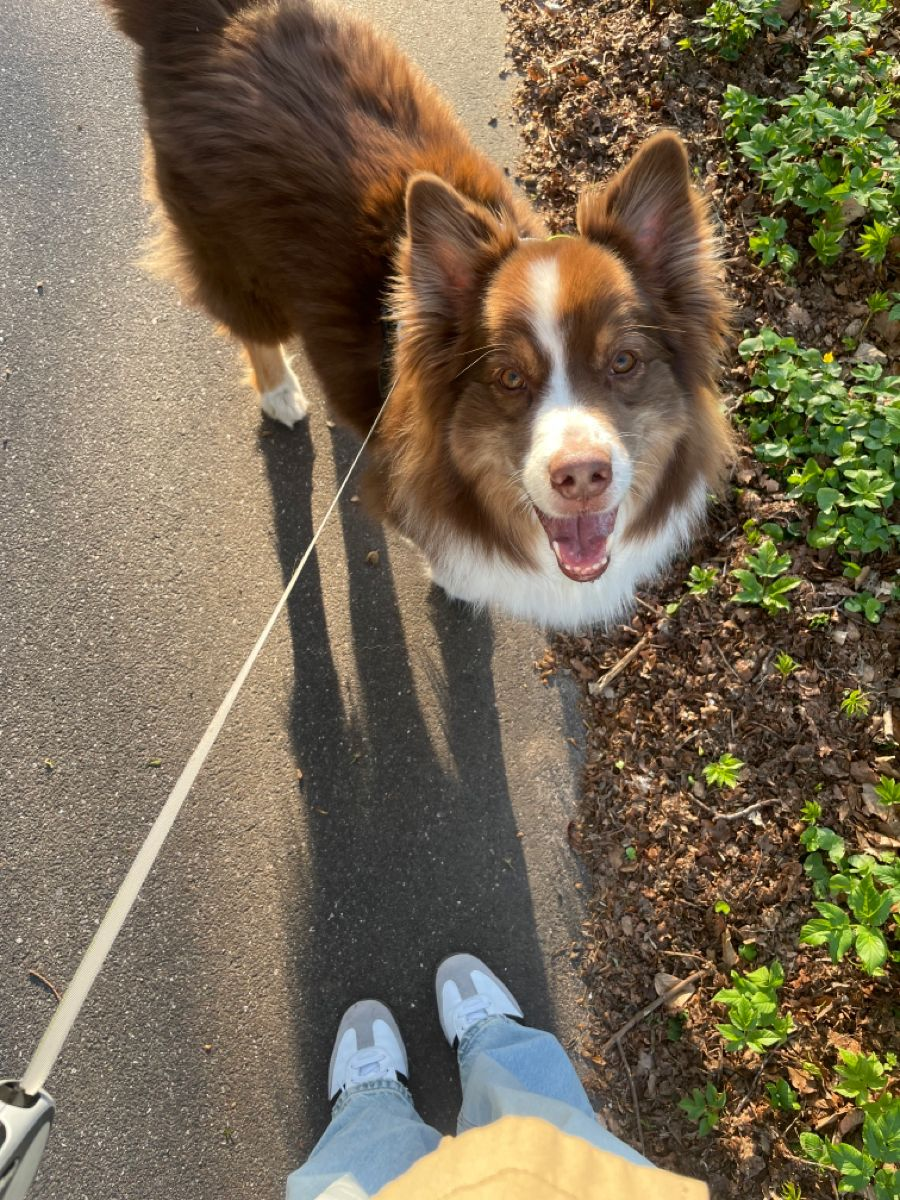 Dogs enjoying an outdoor walk — photo 2