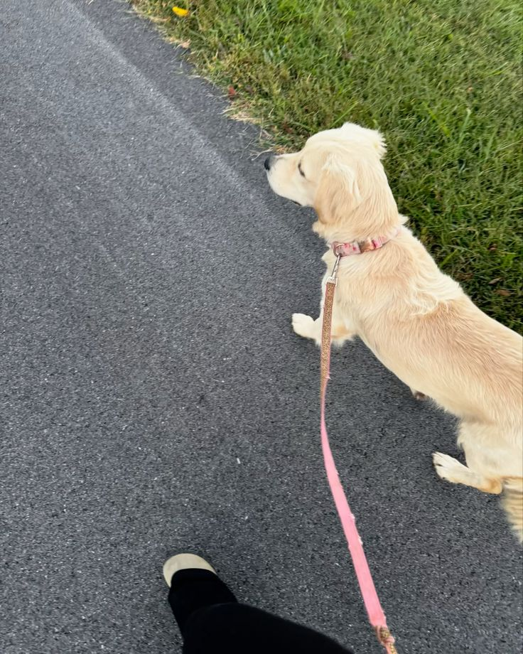 Dogs enjoying an outdoor walk — photo 3