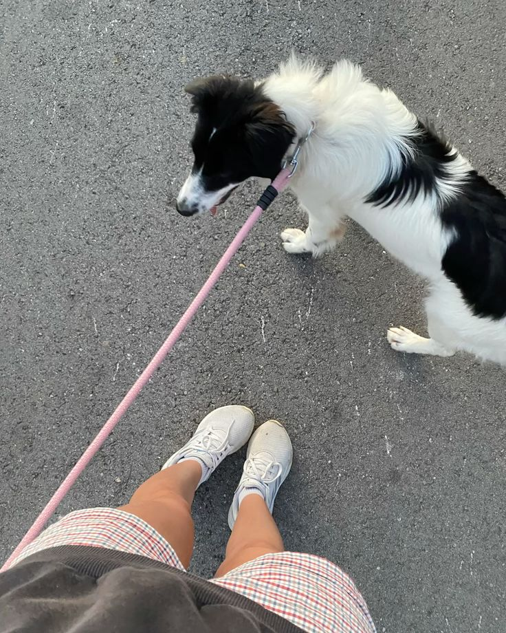 Dogs enjoying an outdoor walk — photo 4