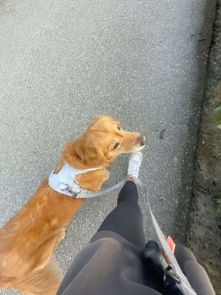 Dogs enjoying an outdoor walk — photo 5