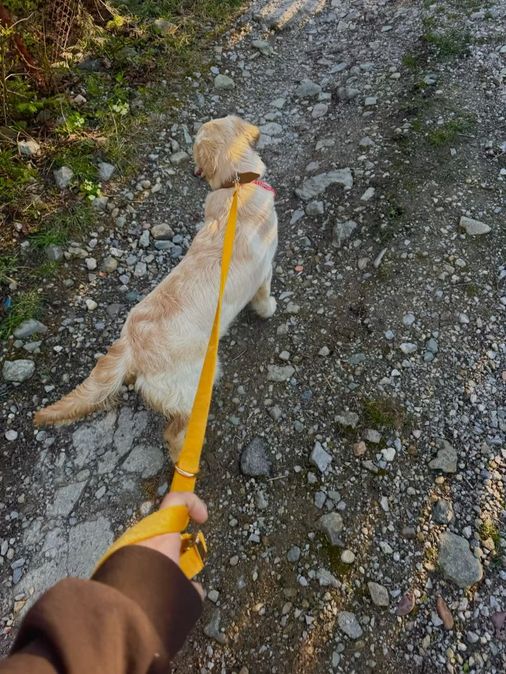 Dogs enjoying an outdoor walk — photo 6