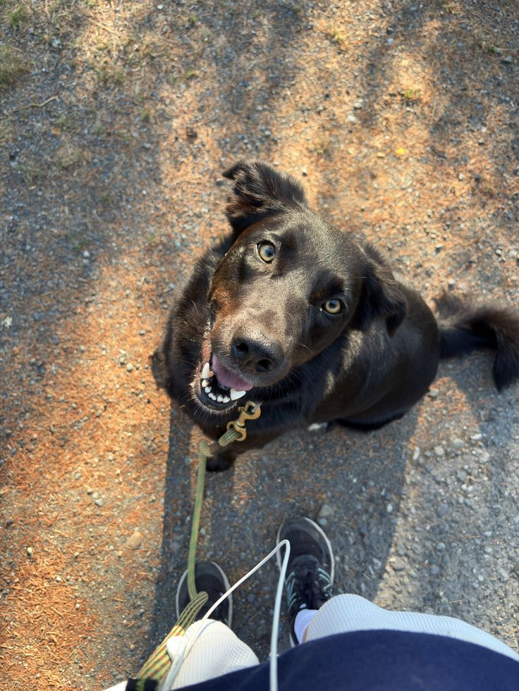 Dogs enjoying an outdoor walk — photo 7