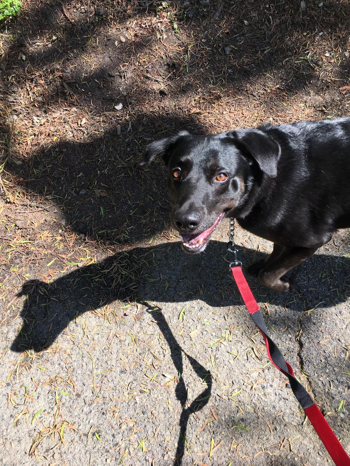 Dogs enjoying an outdoor walk — photo 8