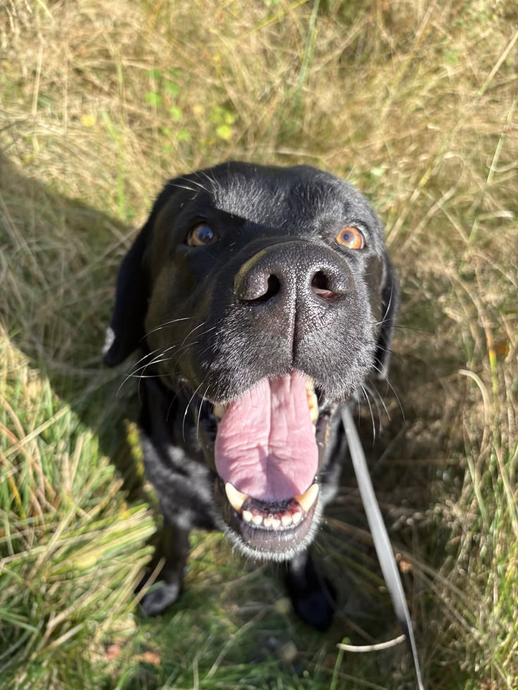 Dogs enjoying an outdoor walk — photo 9