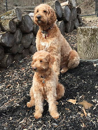 Dogs enjoying an outdoor walk — photo 11