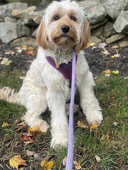 Dogs enjoying an outdoor walk — photo 10