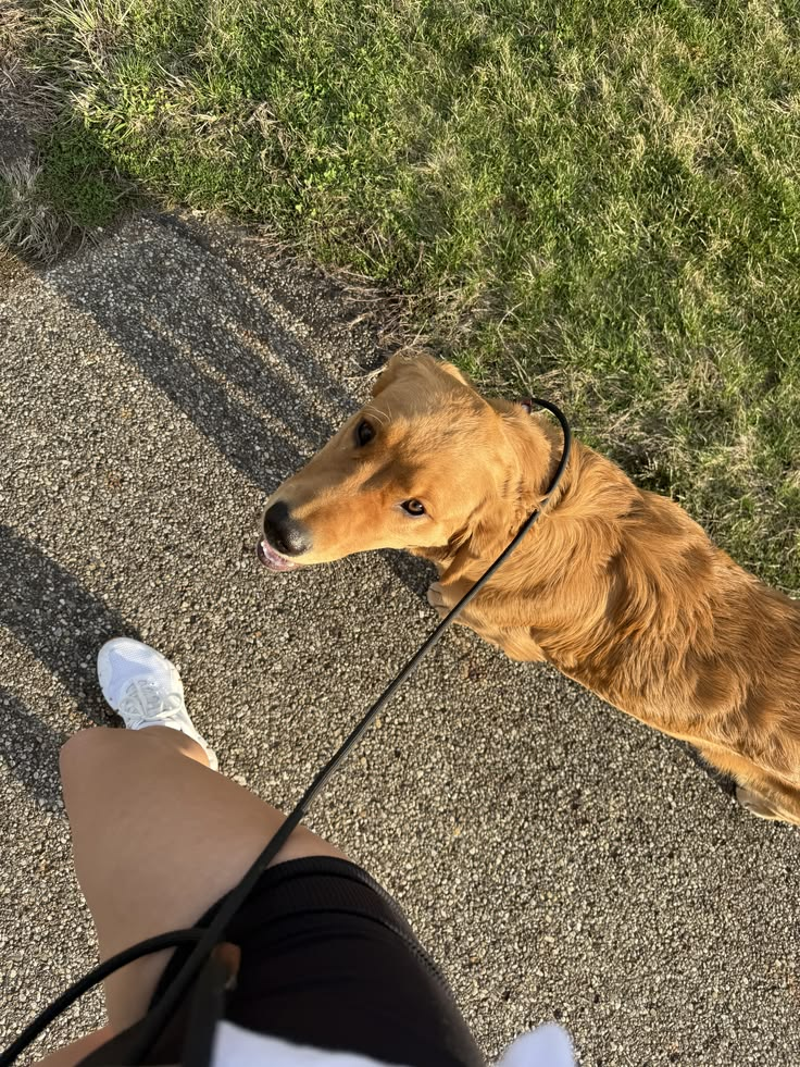 Dogs enjoying an outdoor walk — photo 13