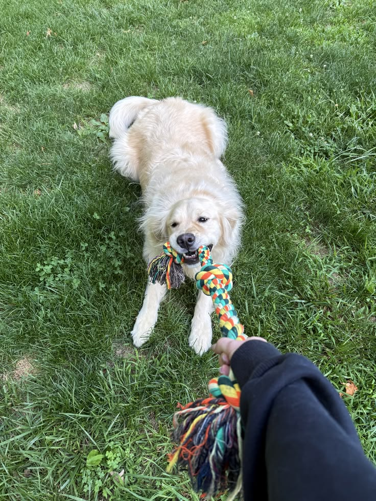 Dogs enjoying an outdoor walk — photo 14