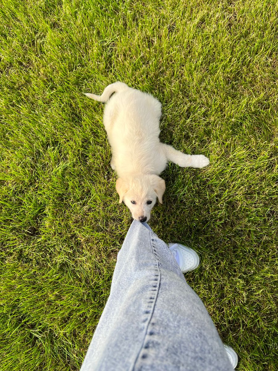 Dogs enjoying an outdoor walk — photo 15