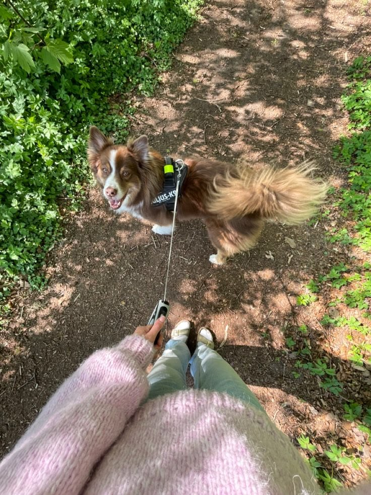Dogs enjoying an outdoor walk — photo 1